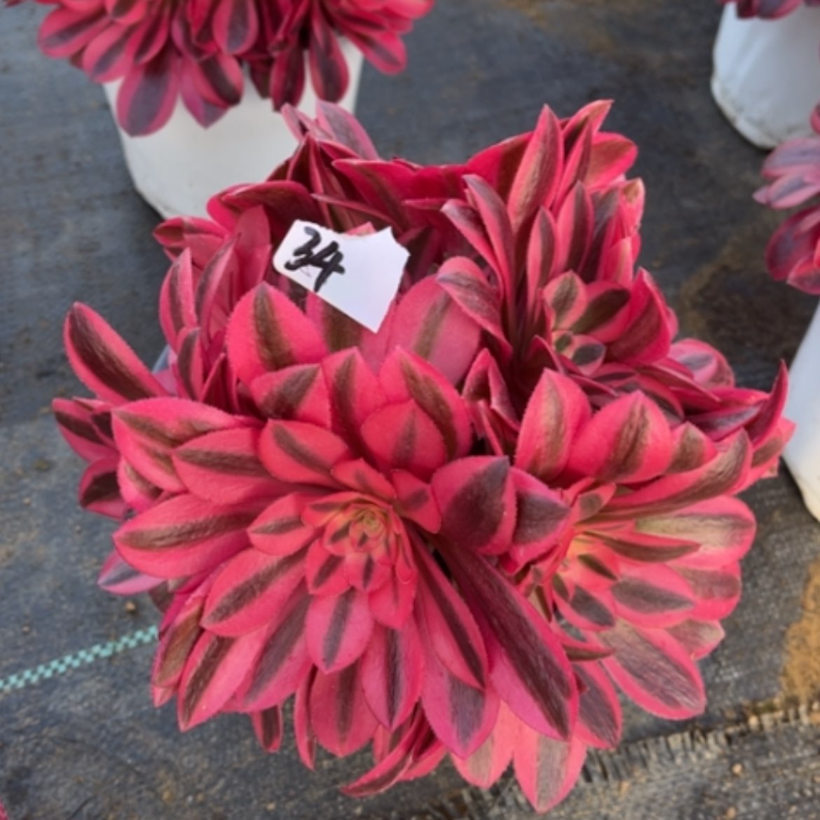 【闪购商品】34美杜莎绣球多肉法师