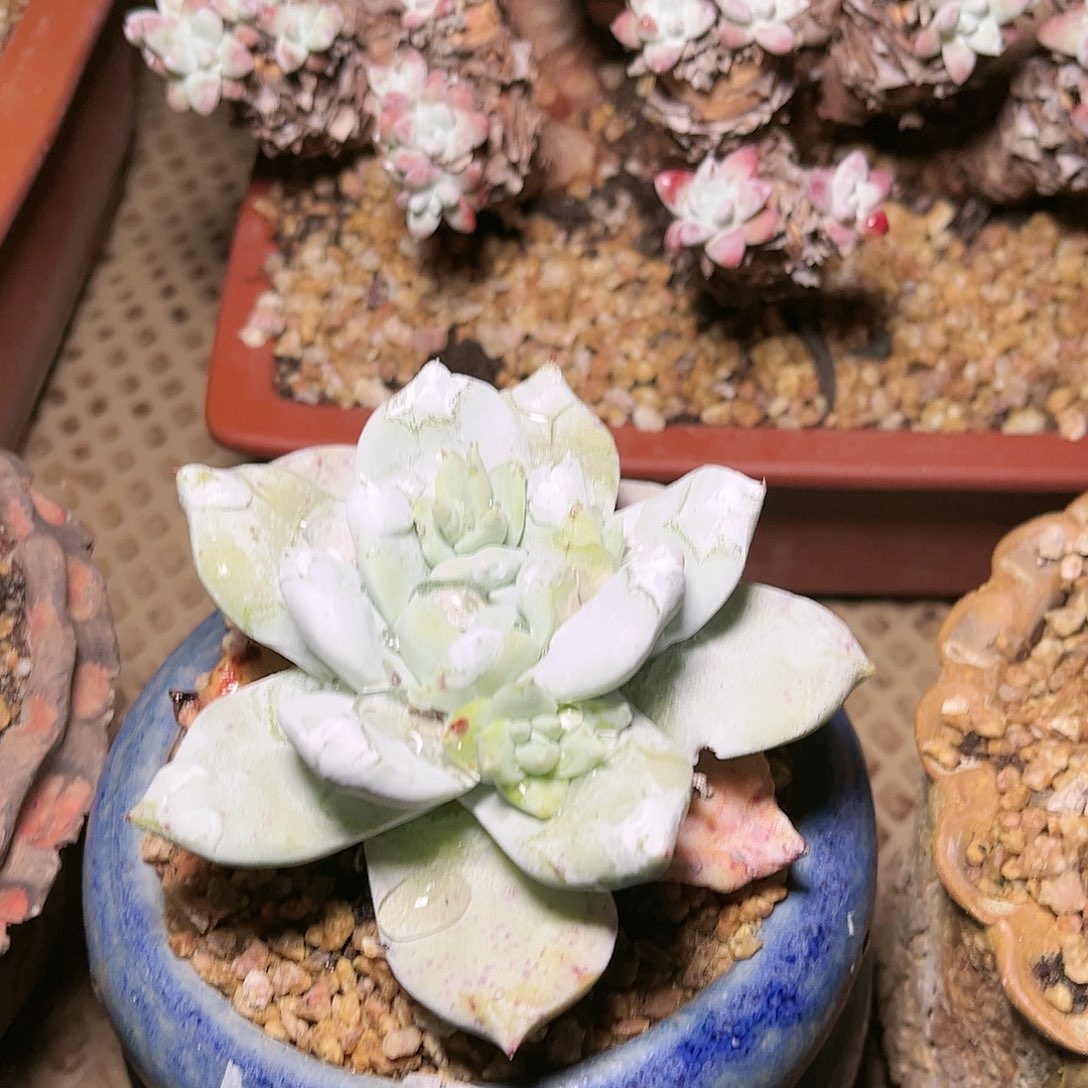 9003牡丹苹果叶多肉