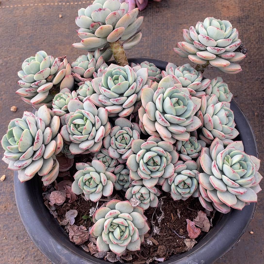 香草 多肉多肉多肉