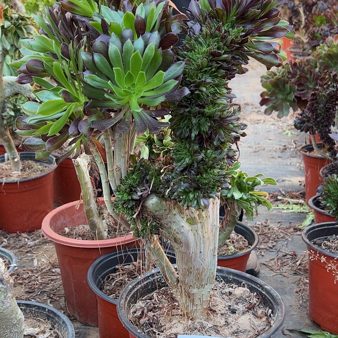 黑法师D067所见即所得