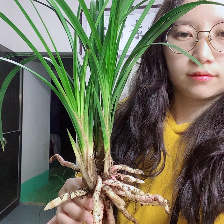 完全开放大大大大大大大的