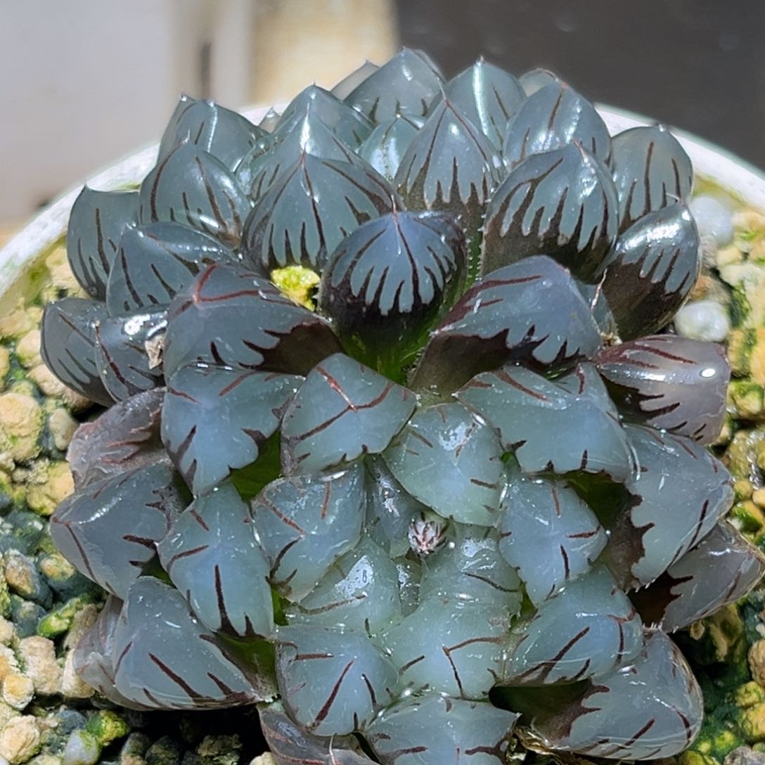 恭喜发财大吉大利866