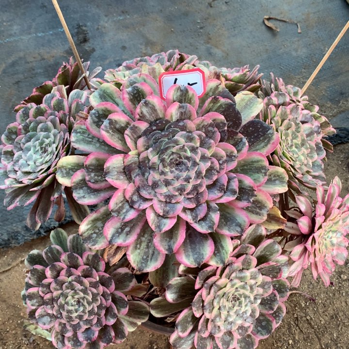 不包损635号粉水墨老桩