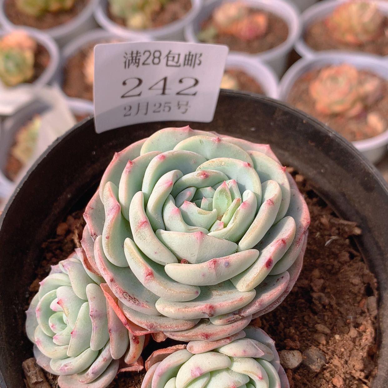 【闪购商品】云242