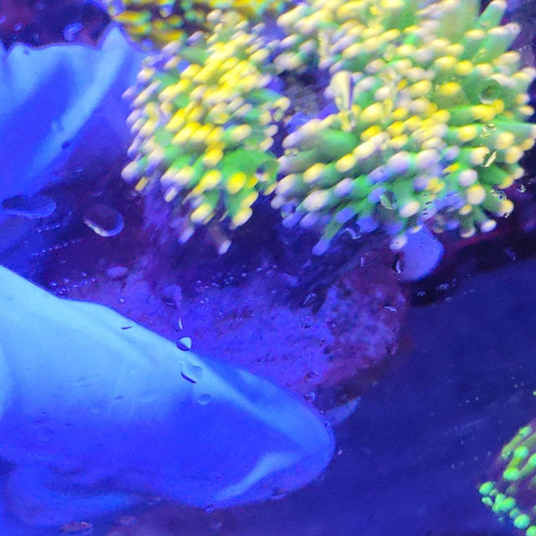 智海珊瑚不支持退货不包邮接受下单