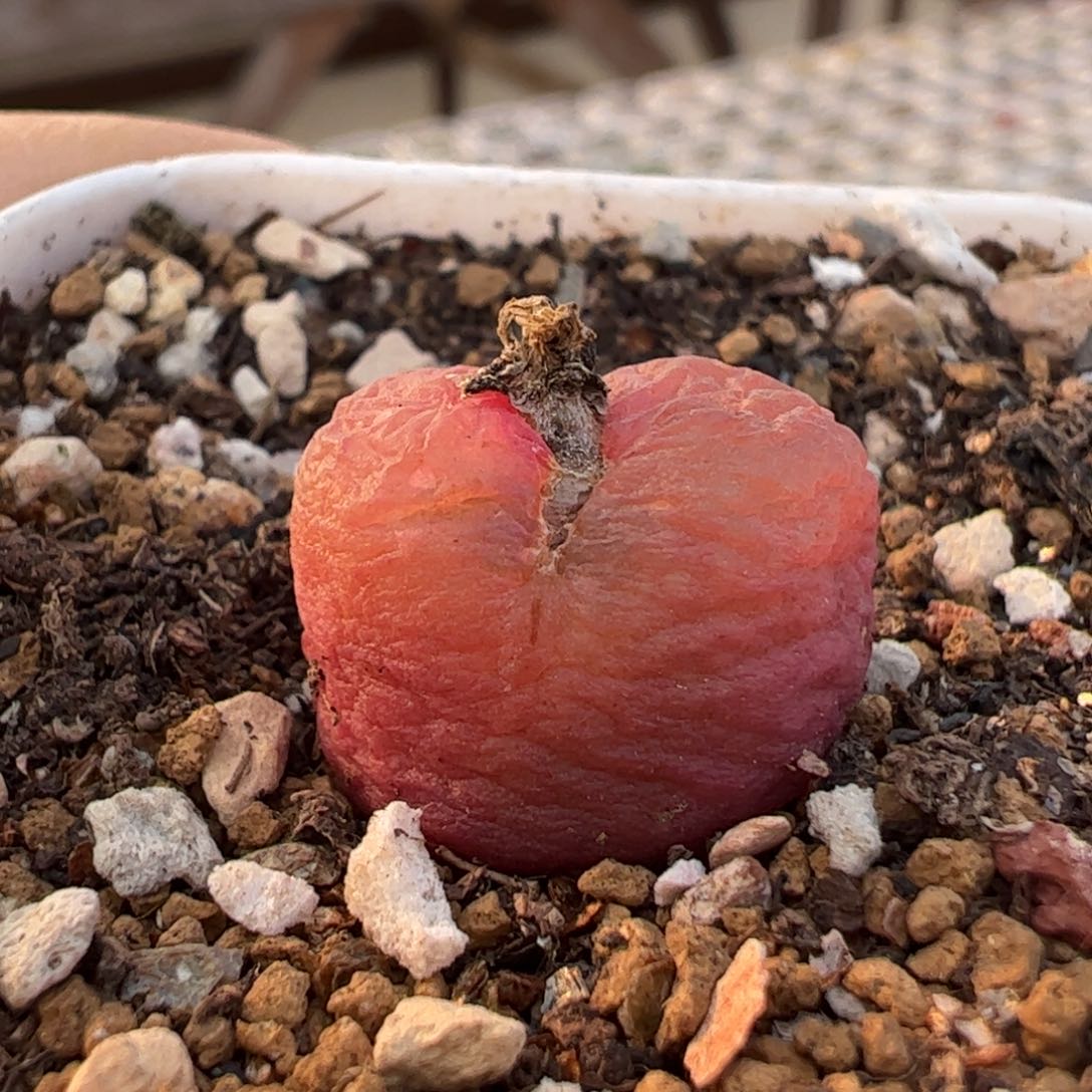 吕氏多肉植物百科69