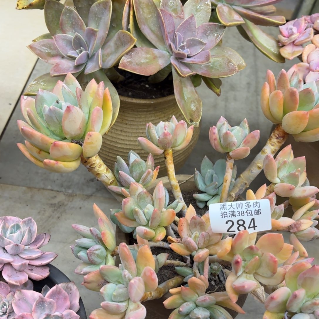 K***L黑大帅多肉284海洋之星