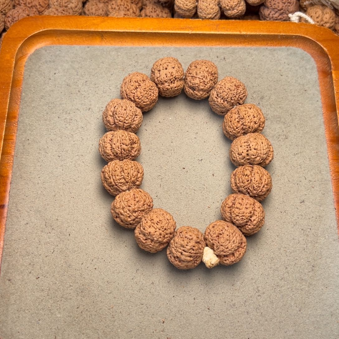 菩提19号金刚菩提菠萝蜜22