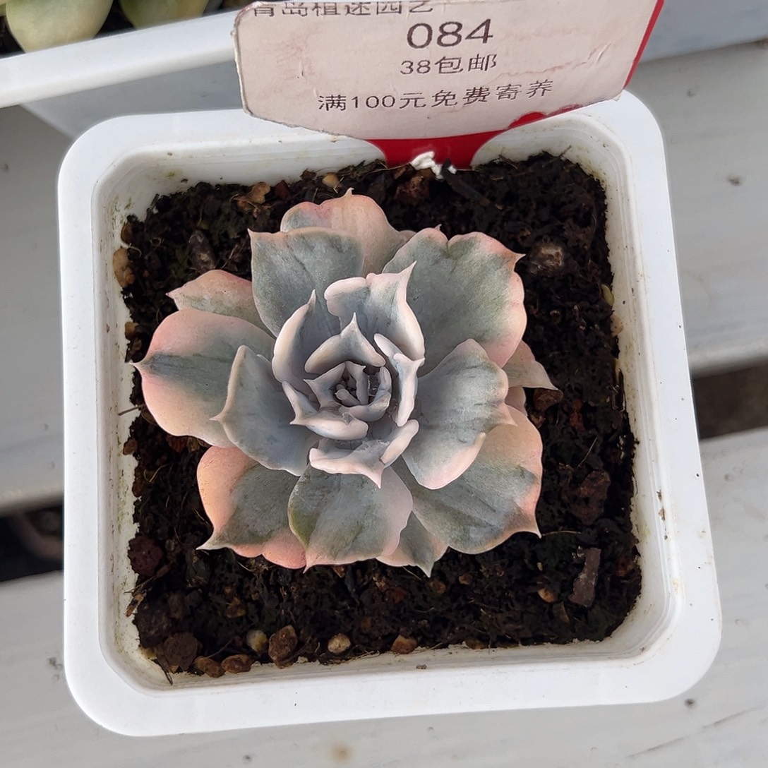 84号利娜莲锦多肉植物