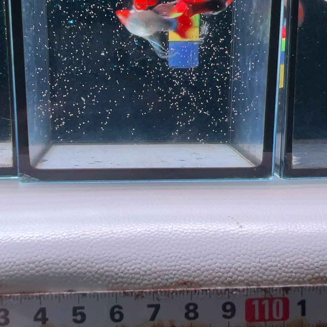 孔雀鱼深海蓝缎带2对
