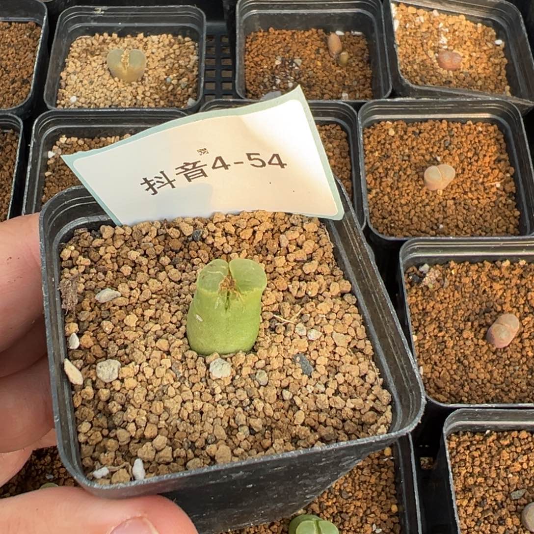 菲***菲4-54肉锥多肉植物