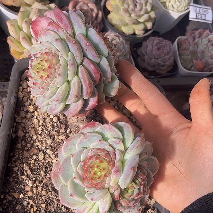 天鹅绒0685多肉植物