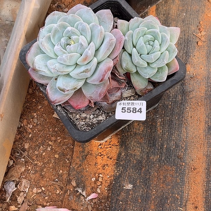 苦***糖阿雅园艺。      5584