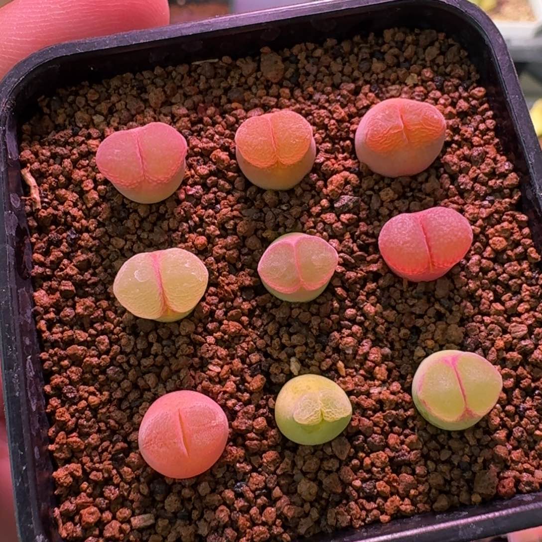 云缦精品番杏21.2  九颗8品 精品组