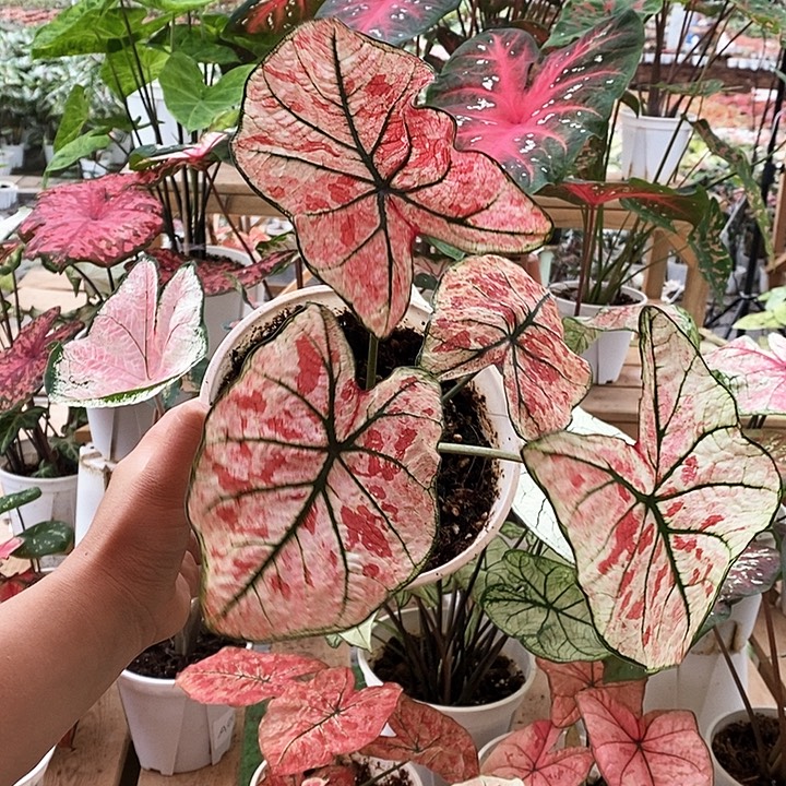 完全开放A005樱花雨
