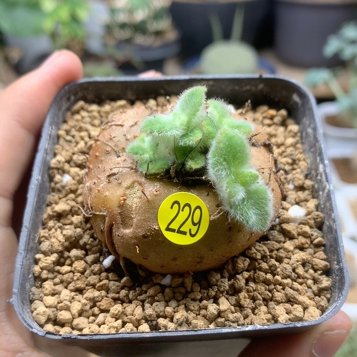 红花断崖王子带盆229