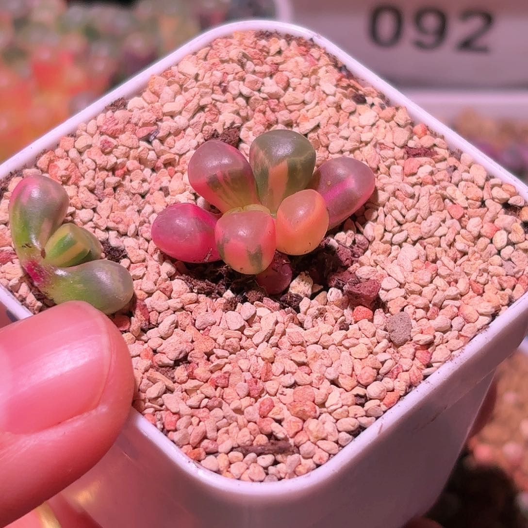 97号五十铃玉锦多肉植物锦一物一拍带盆土