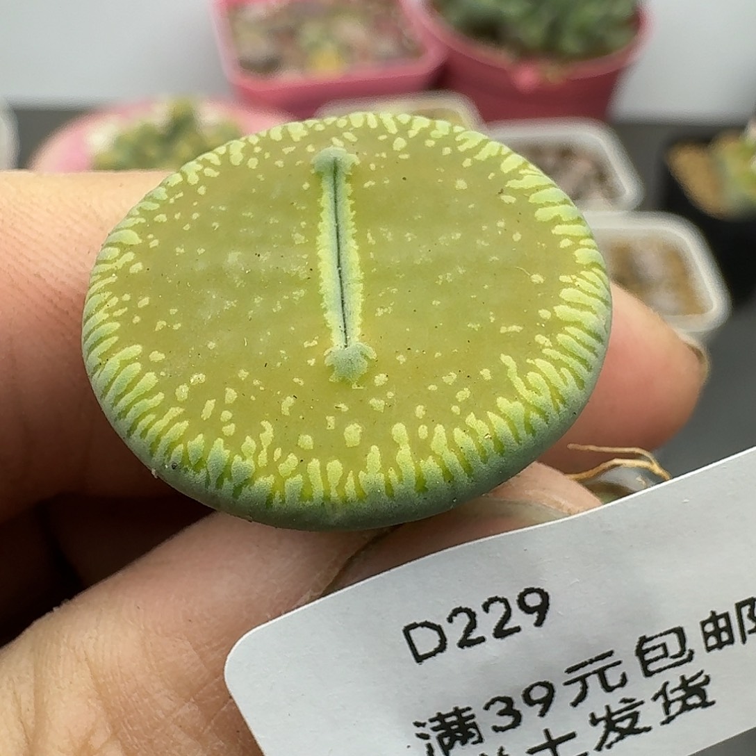 229多肉哈哈哈哈哈哈