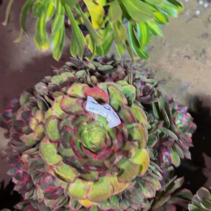 350粉花妖多肉植物不售后