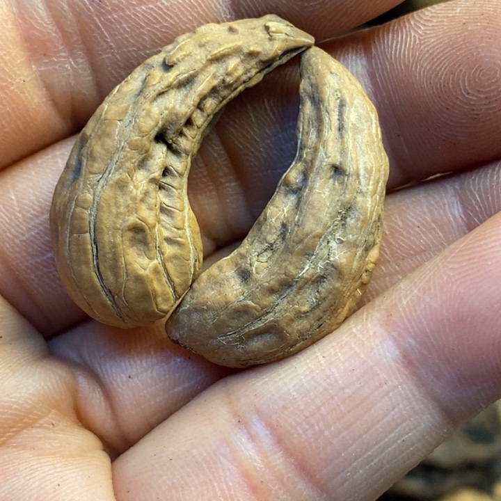 吊坠桃核娜姐真的57