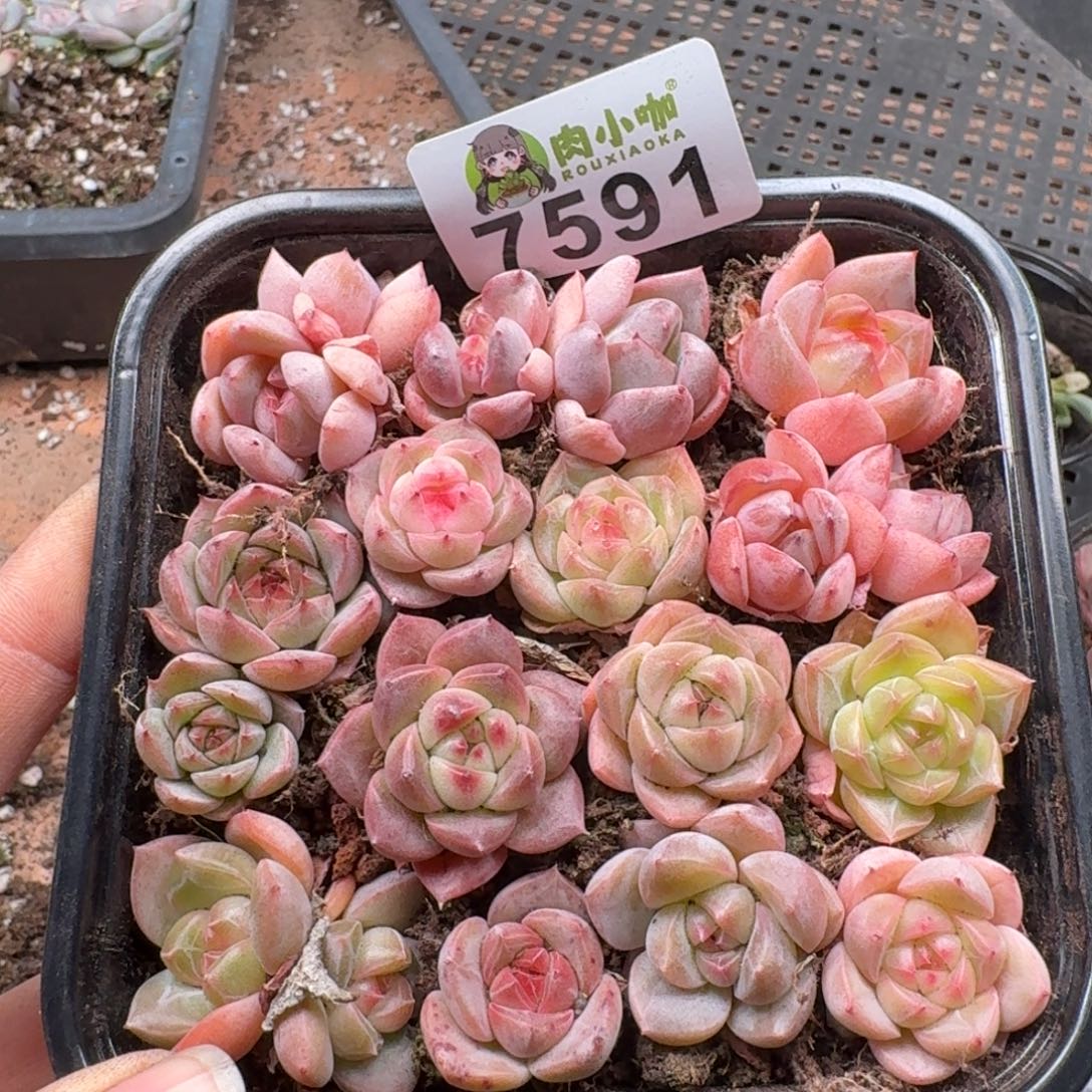 @***生多肉植物多肉植物