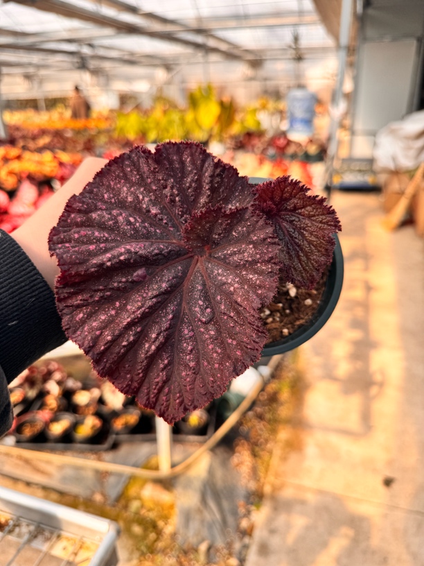 悠活 热植直播一物一拍链接（保留开箱视频，无视频不售后！）