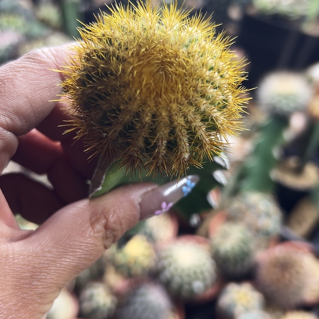 金刺优波仙人球1111111