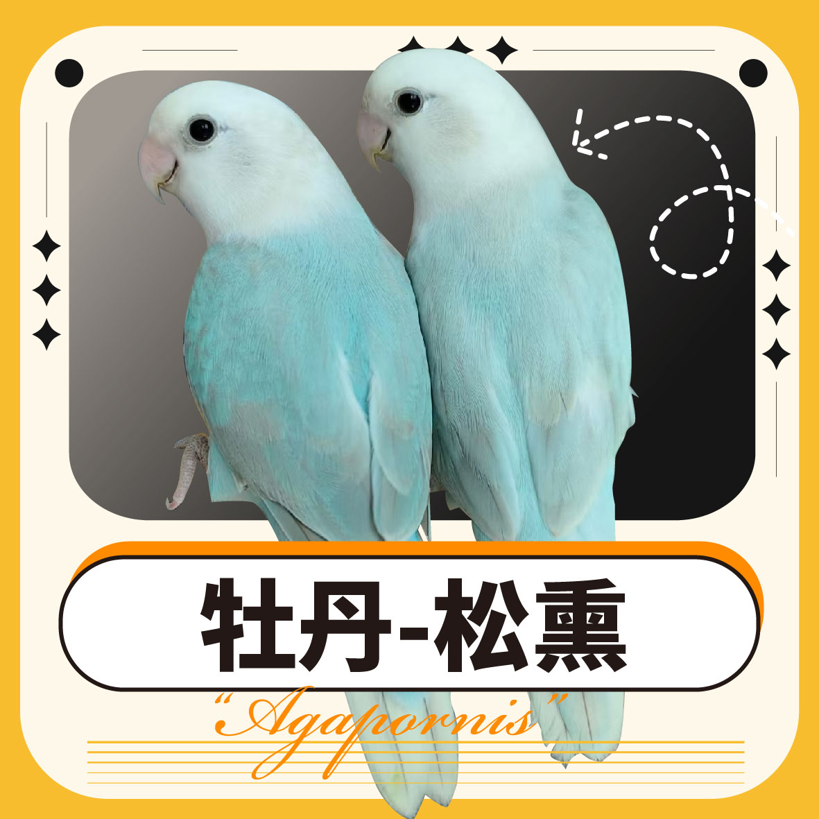 手养1对亲人牡丹鹦鹉活体