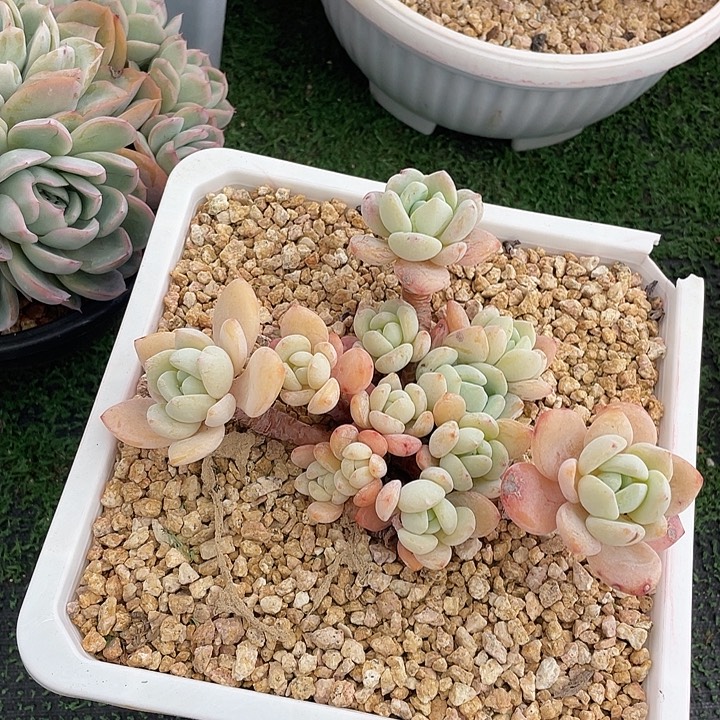 133 多肉不带盆土满20包邮发货