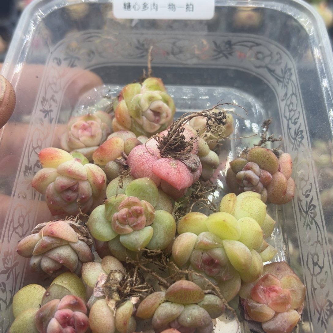 幸***人糖心多肉一物一拍29