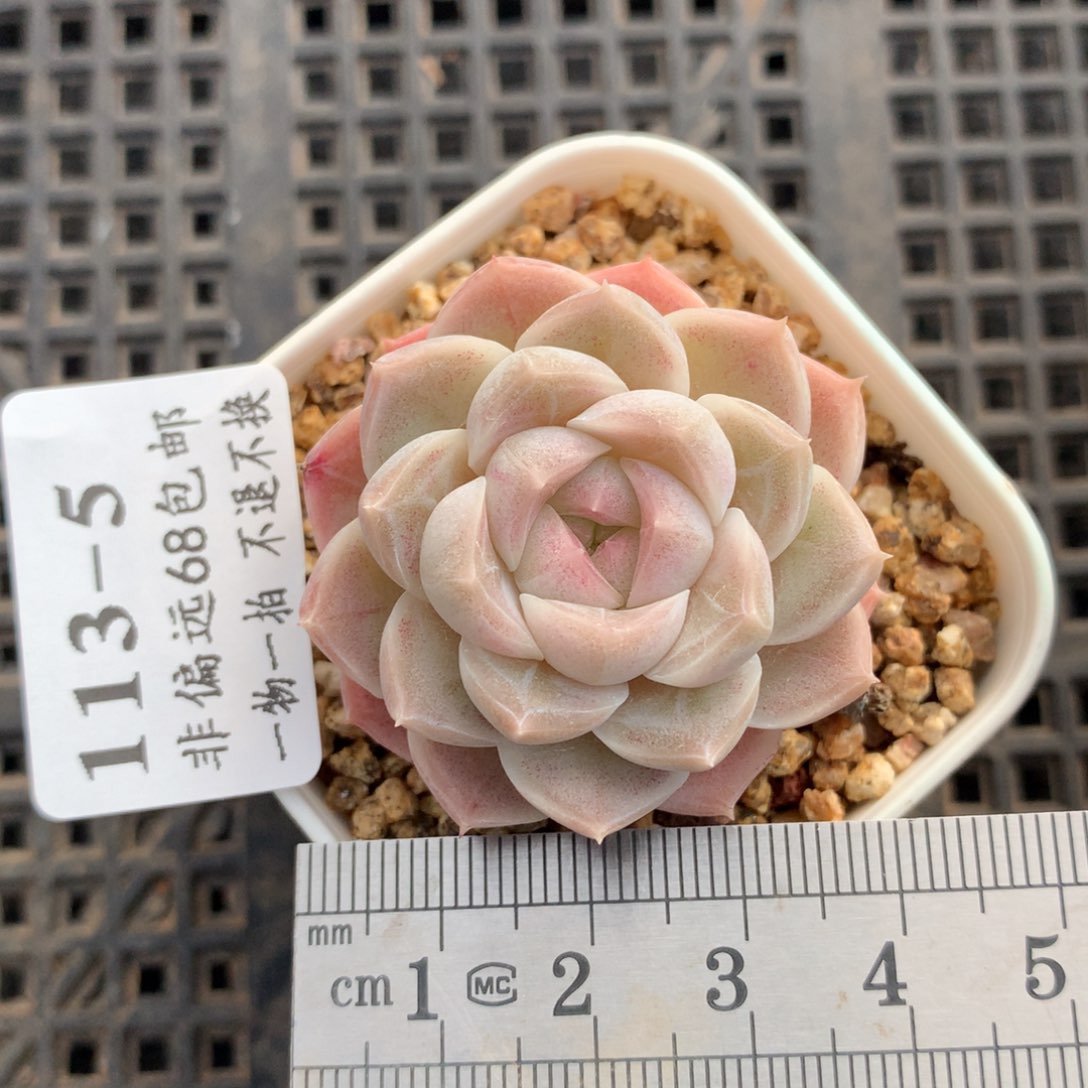 5。白体。白桃汽水。