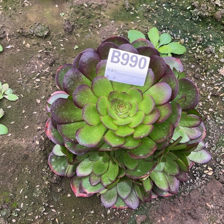 雨荷多肉植物法师