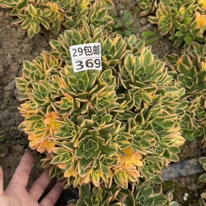 甜茶……多肉植物……