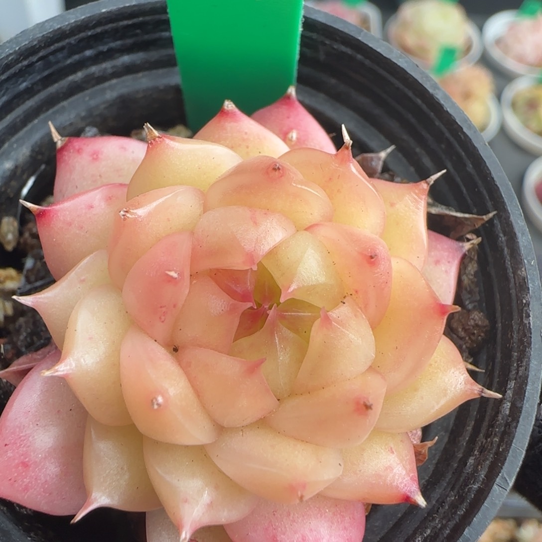 多肉139   麦秆  5厘米盆  h