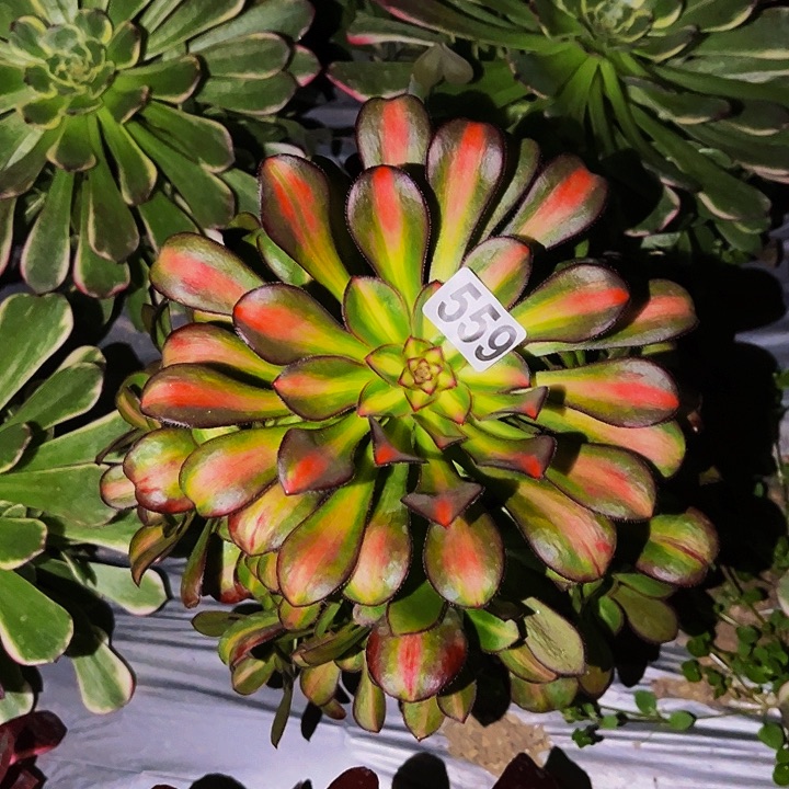 559宽锦多肉植物处理不售后