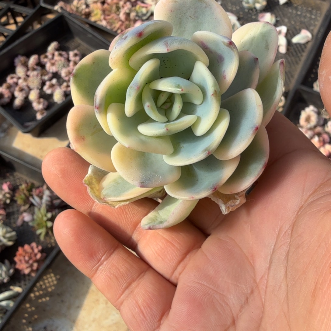 ****样左上角白月光锦，多肉锦