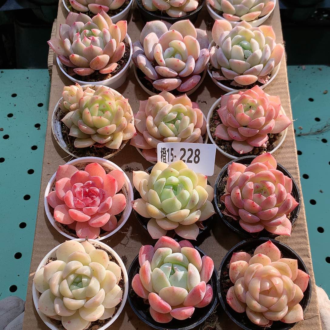 15-228一物一拍带盆18颗。