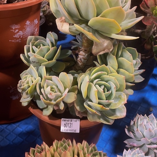 孙*娘血凤60131多肉