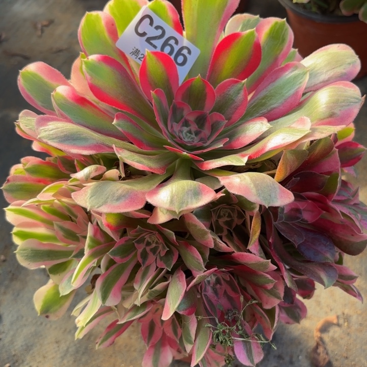 瑞妈多肉园艺，女妖