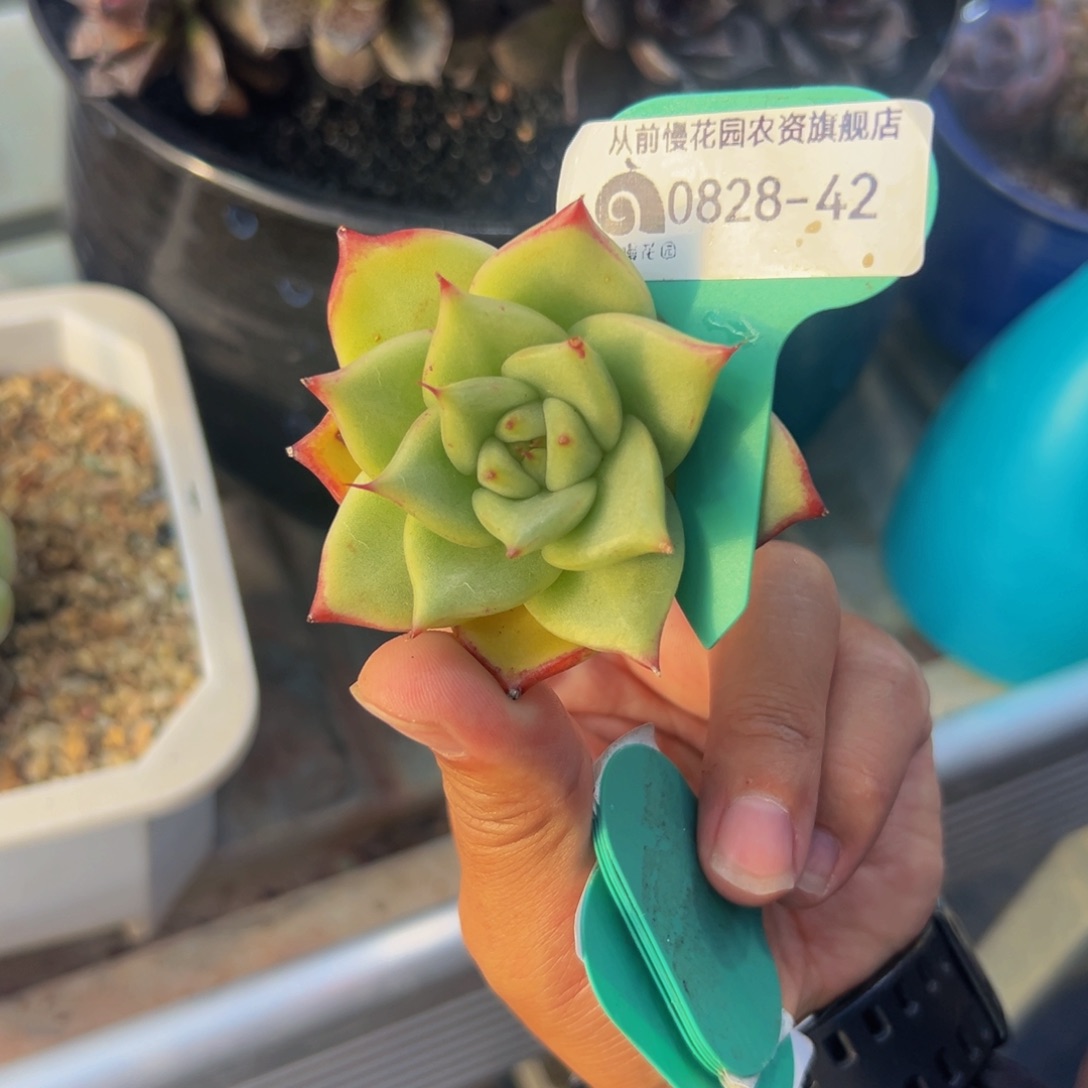 是***菜多肉一物一拍0828-42
