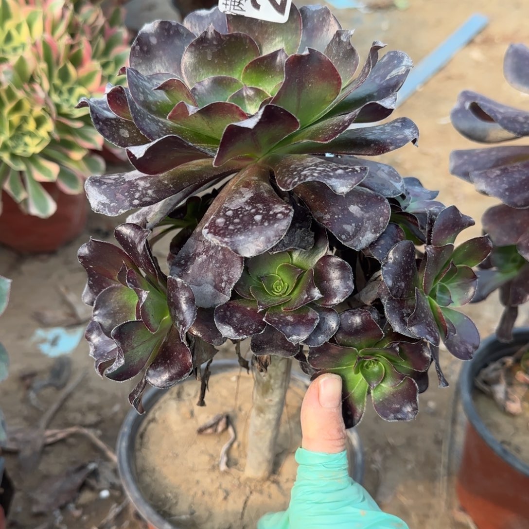 天***意巫毒206满20包邮断枝不包