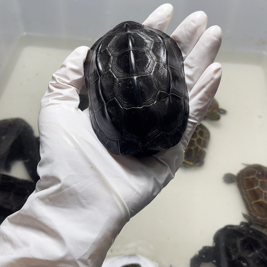 神***室中华草龟公12375966