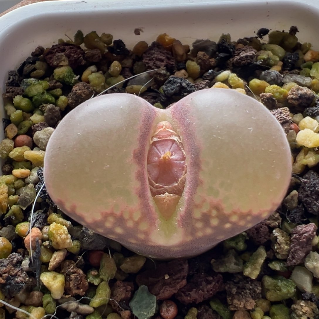 无花朵实生风铃玉2