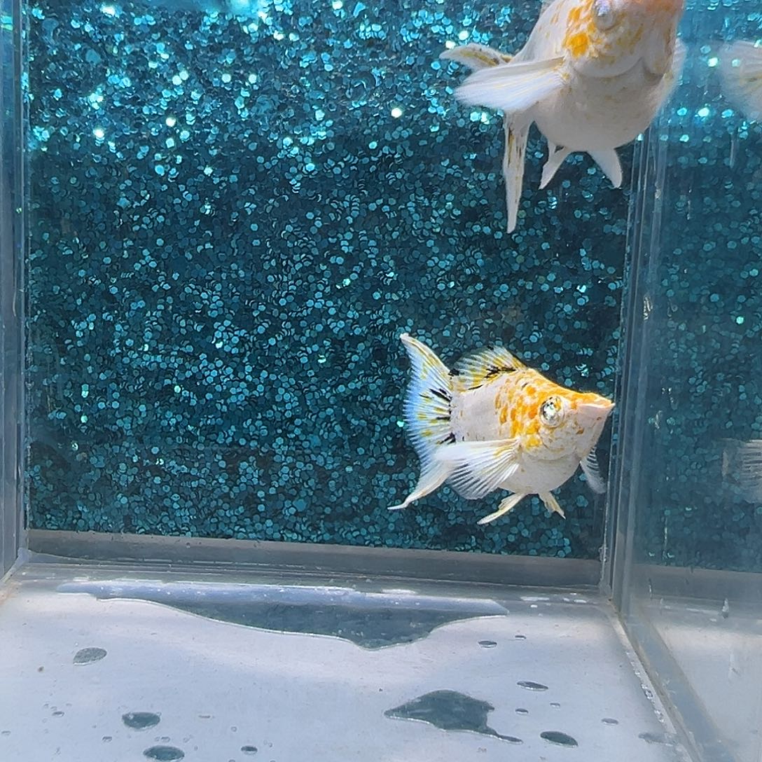 孔雀鱼樱花玛丽一对0020