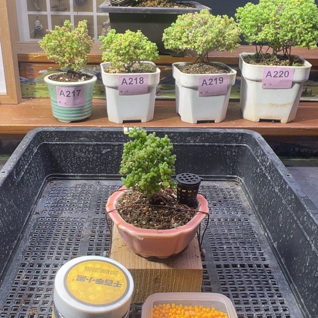 枝干番杏多肉植物A221乐