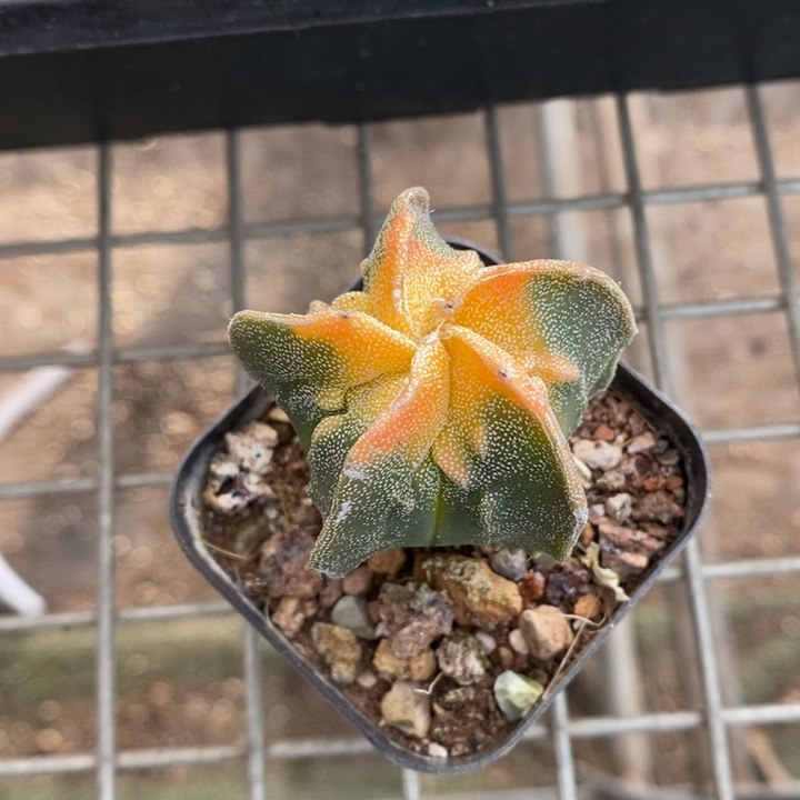 伯克利和格蕾纳等著名音乐家