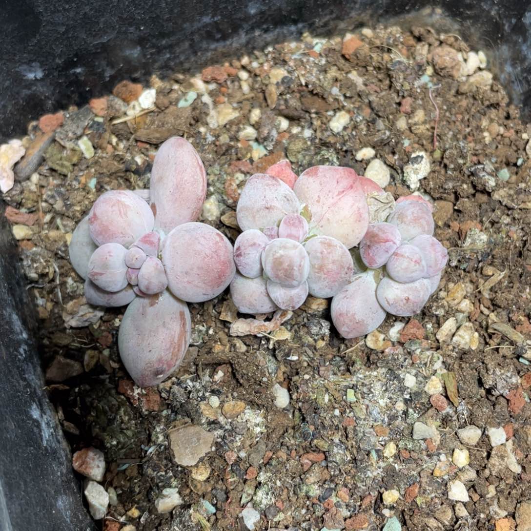 白兰地石化多肉植物