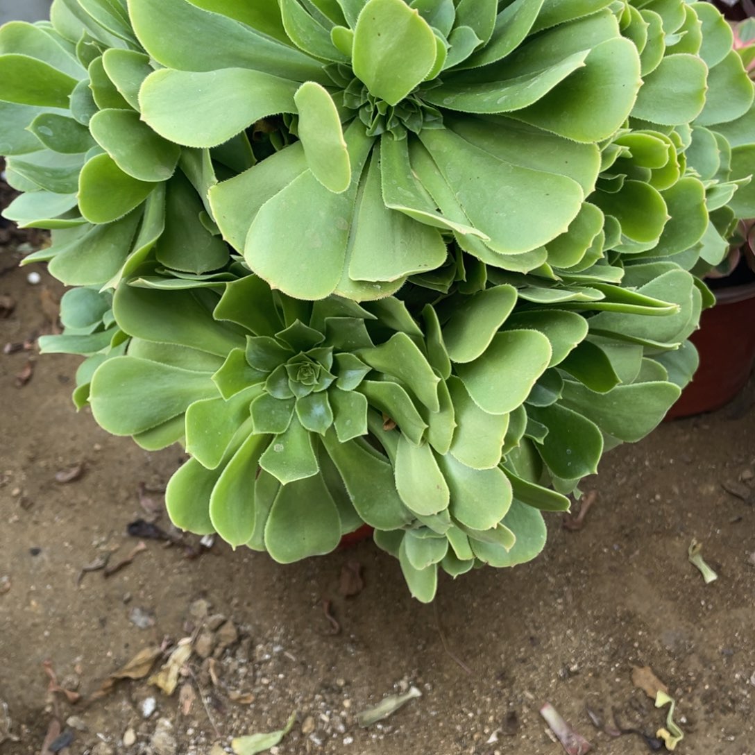 147绿玫瑰多肉法师断枝不包