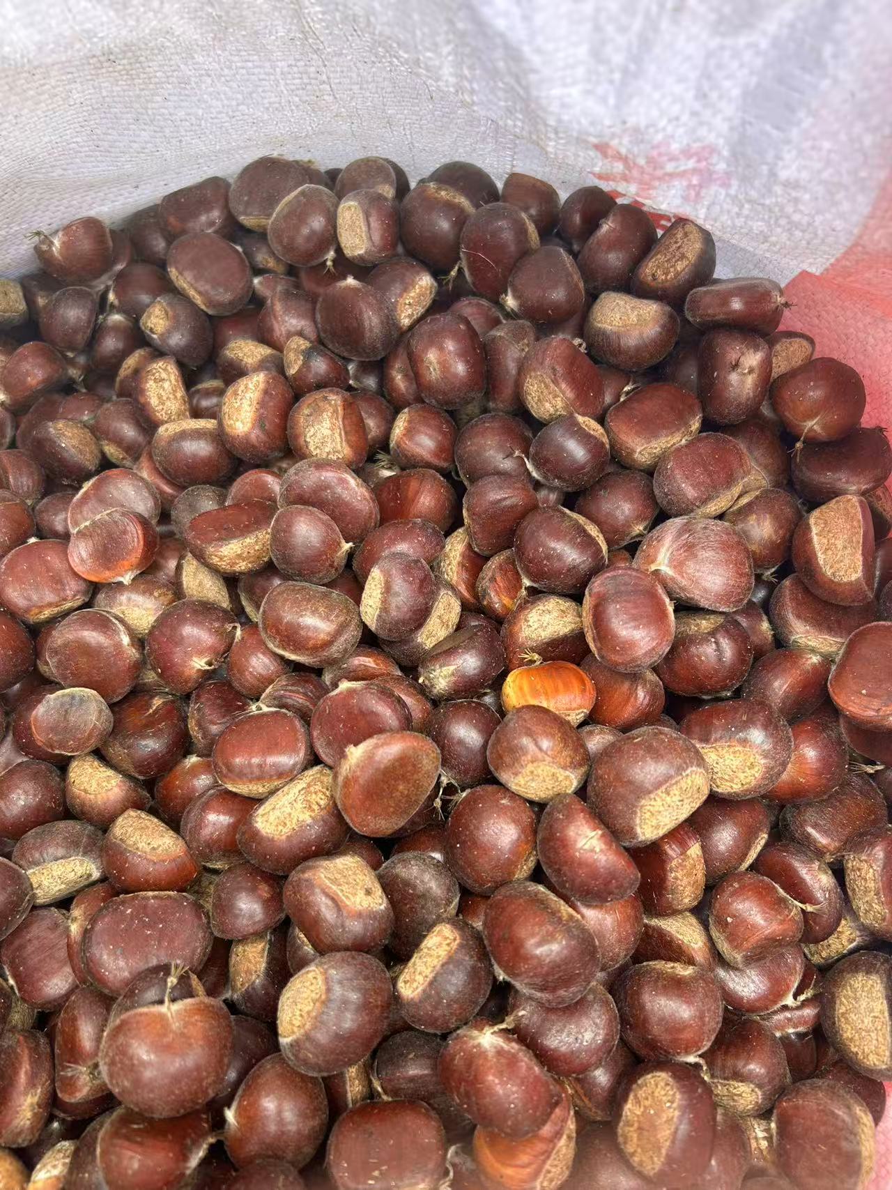 可生吃的3113红壳板栗新鲜上市美味生鲜零食坚果