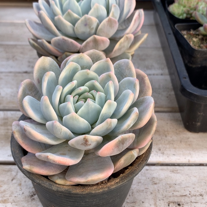 梦露锦单头10cm左右